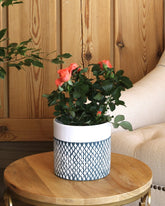 Orange flowered rose plant